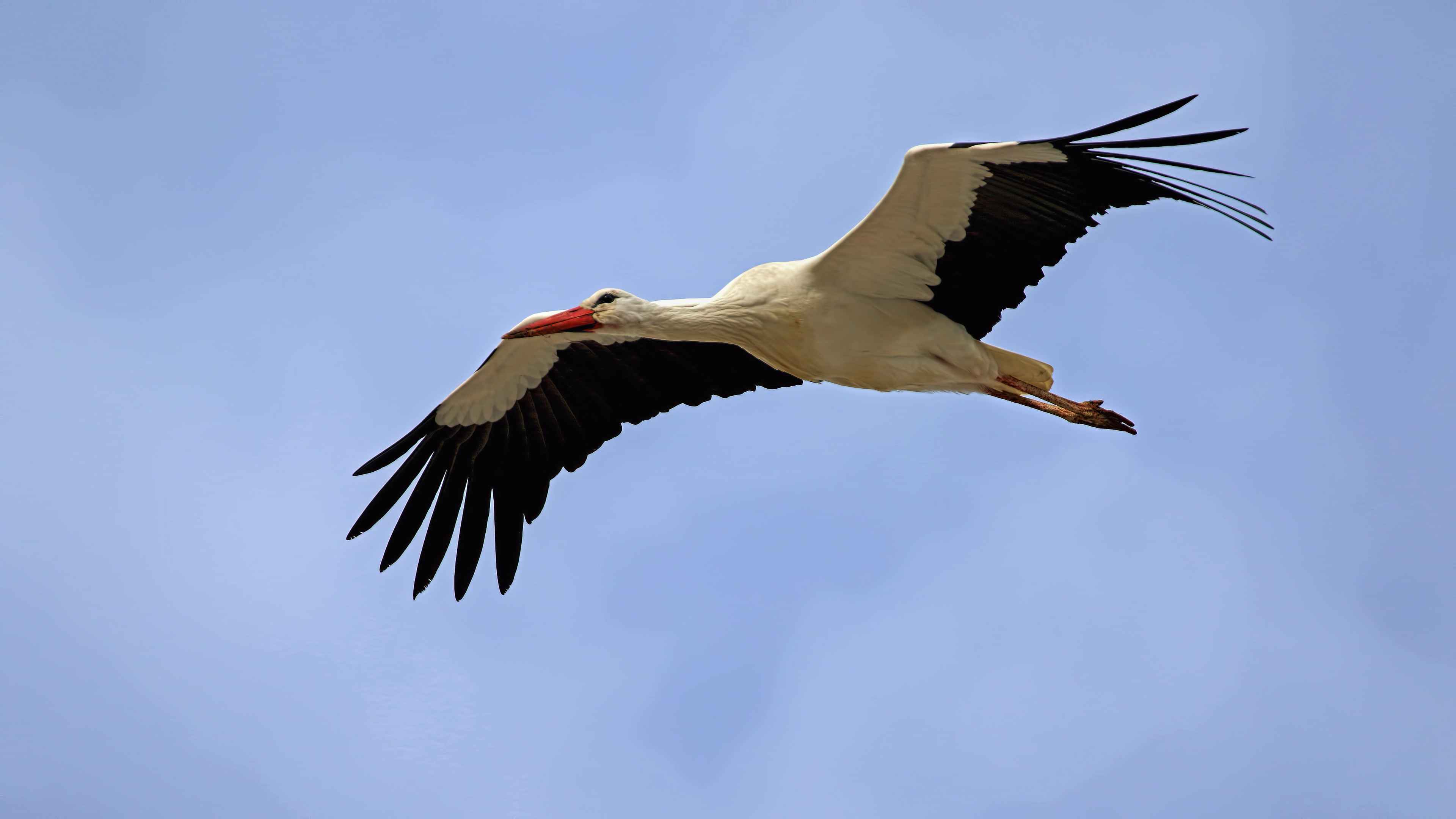 White Stork